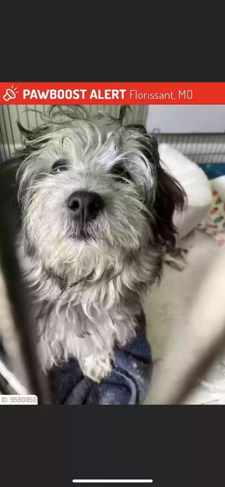 Lost dog in Florissant, MO, 63031