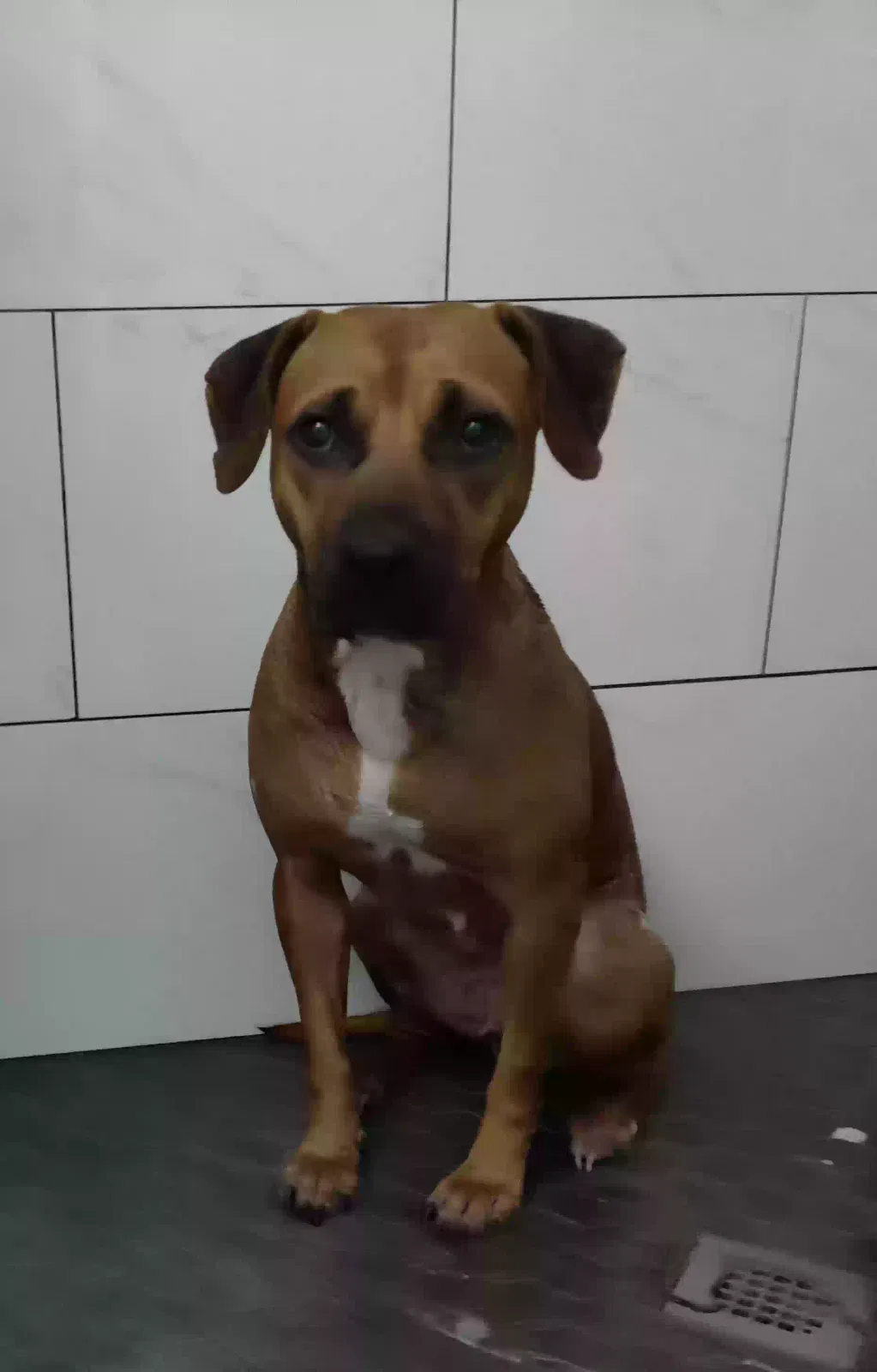 Lost dog in Port Saint Lucie, FL, 34984