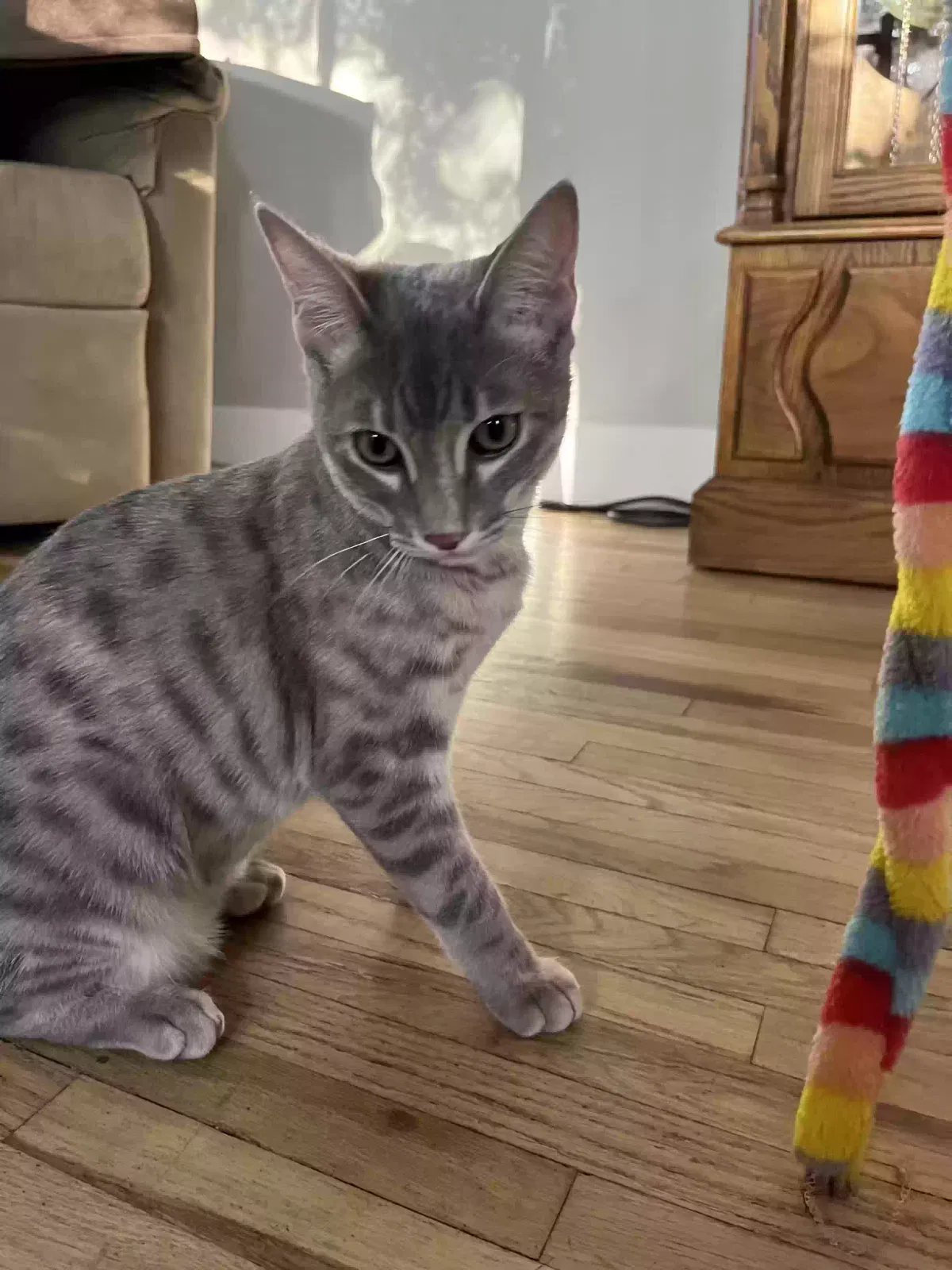 Lost cat in Salt Lake City, UT, 84124