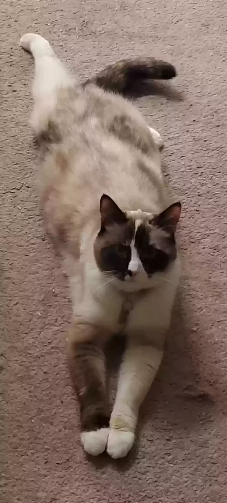 Lost cat in Midvale, UT, 84047