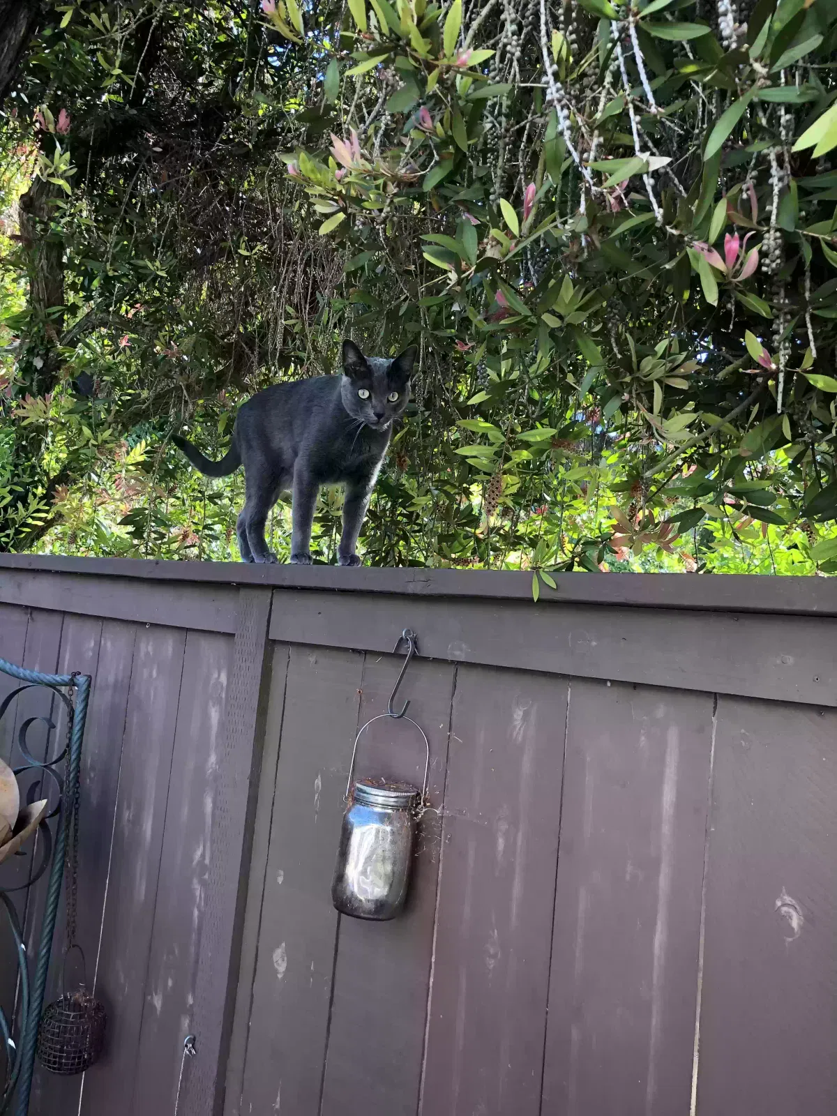 Lost cat in San Diego, CA, 92128