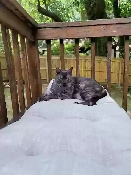 Lost cat in Newport News, VA, 23602