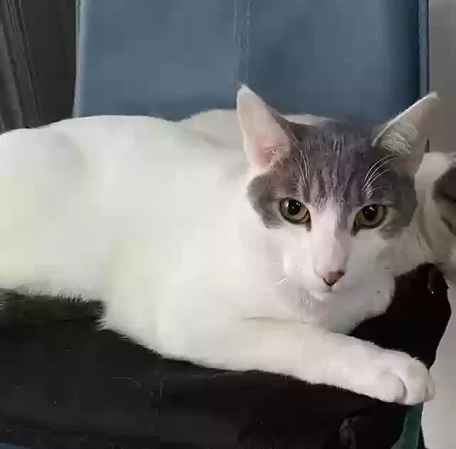 Lost cat in Golden, CO, 80401