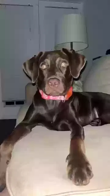 Lost dog in Wanette, OK, 74878