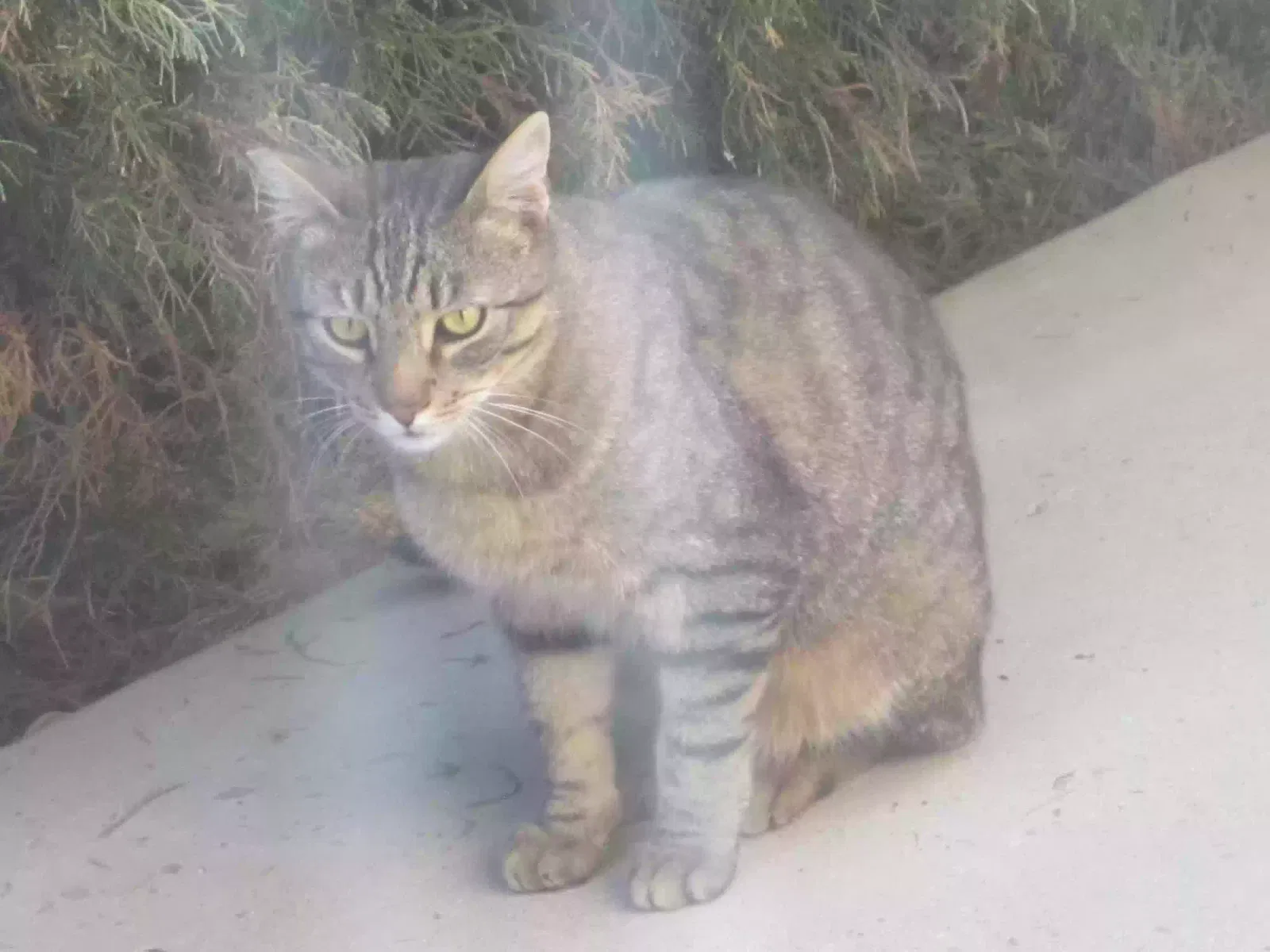 Lost cat in Prescott Valley, AZ, 86314