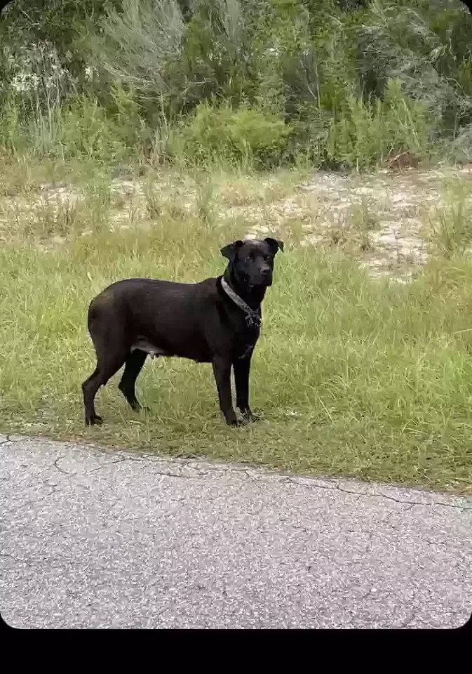 Lost dog in Ocala, FL, 34473
