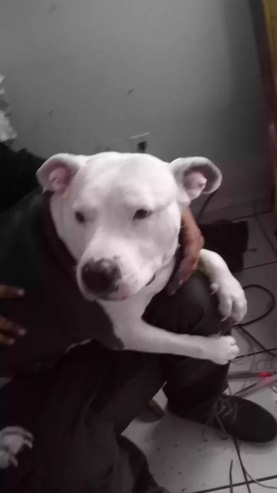 Lost dog in Hialeah, FL, 33013