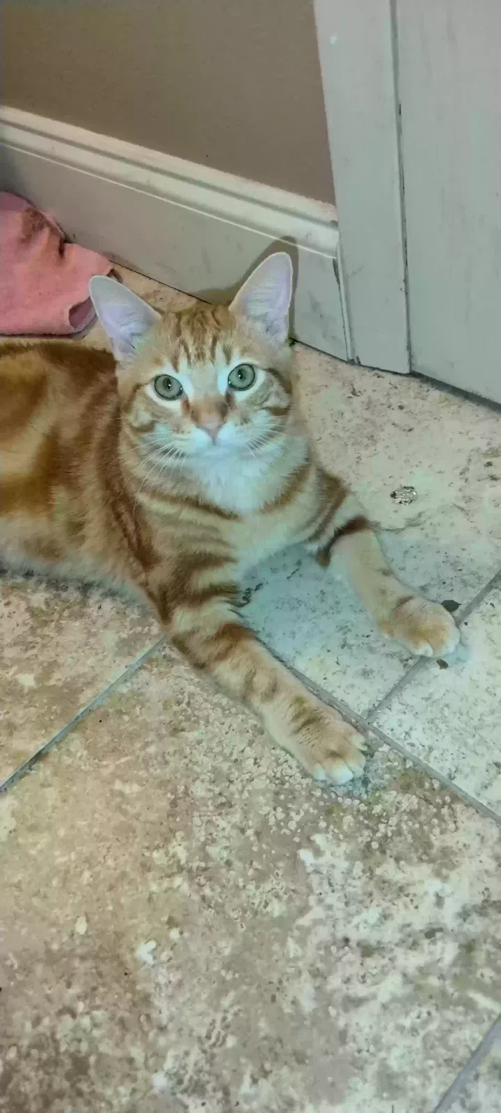 Lost cat in Garland, TX, 75042