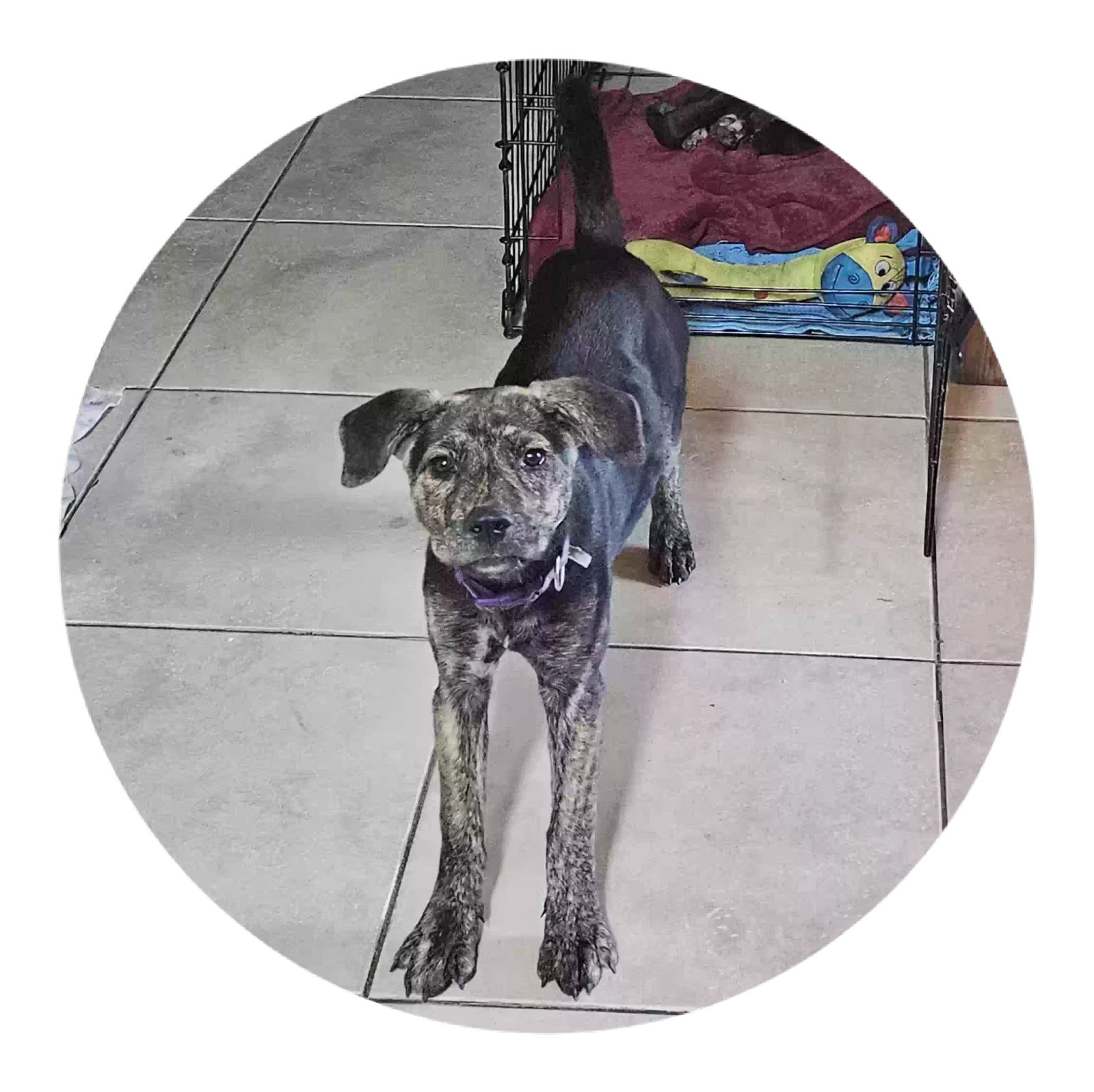Lost dog in Houston, TX, 77055