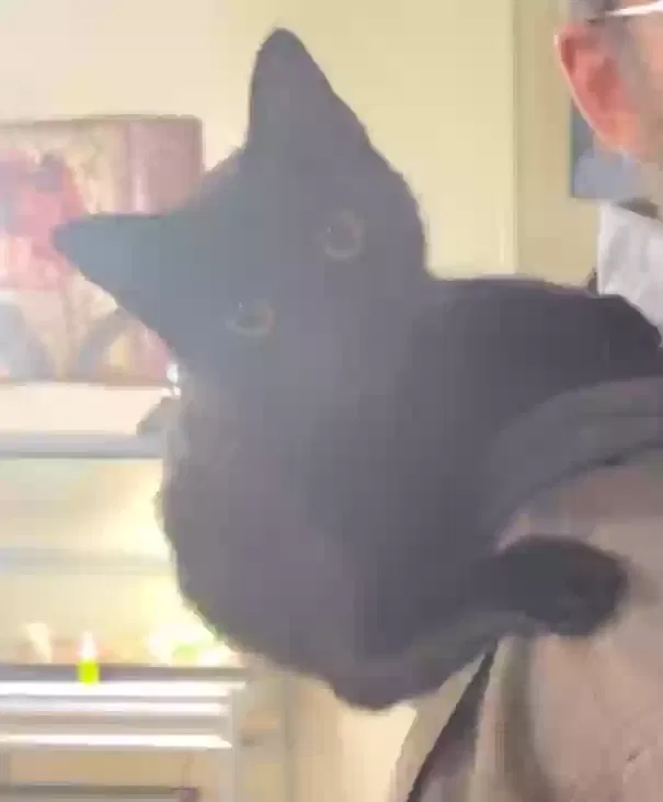 Lost cat in Converse, TX, 78109