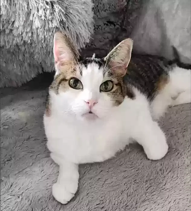 Lost cat in Spring, TX, 77386