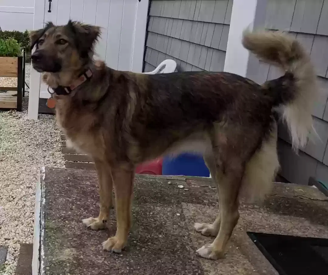 Lost dog in Weymouth, MA, 2188