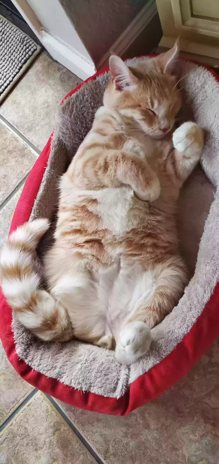 Lost cat in Roseville, CA, 95747