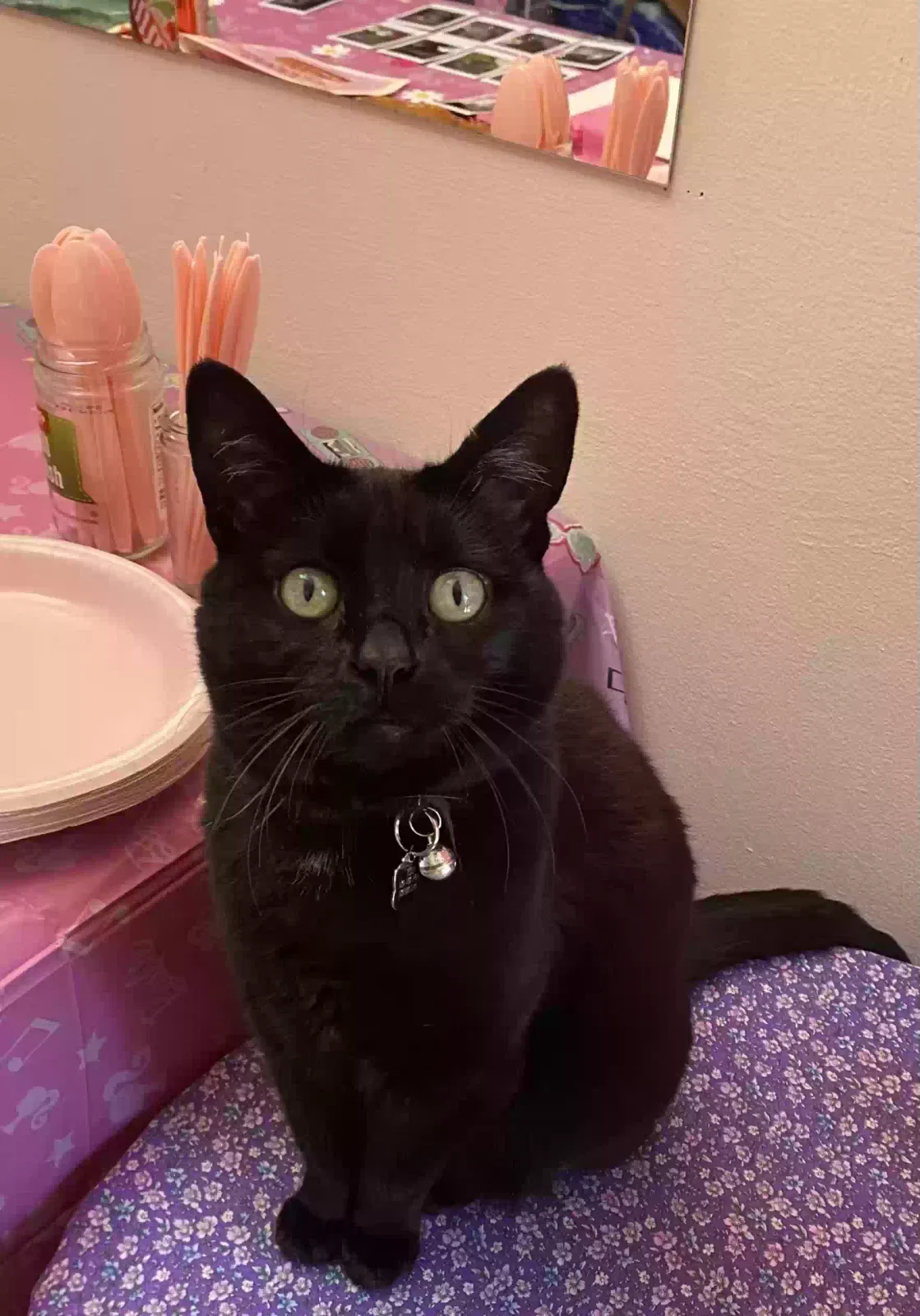 Lost cat in Seattle, WA, 98133