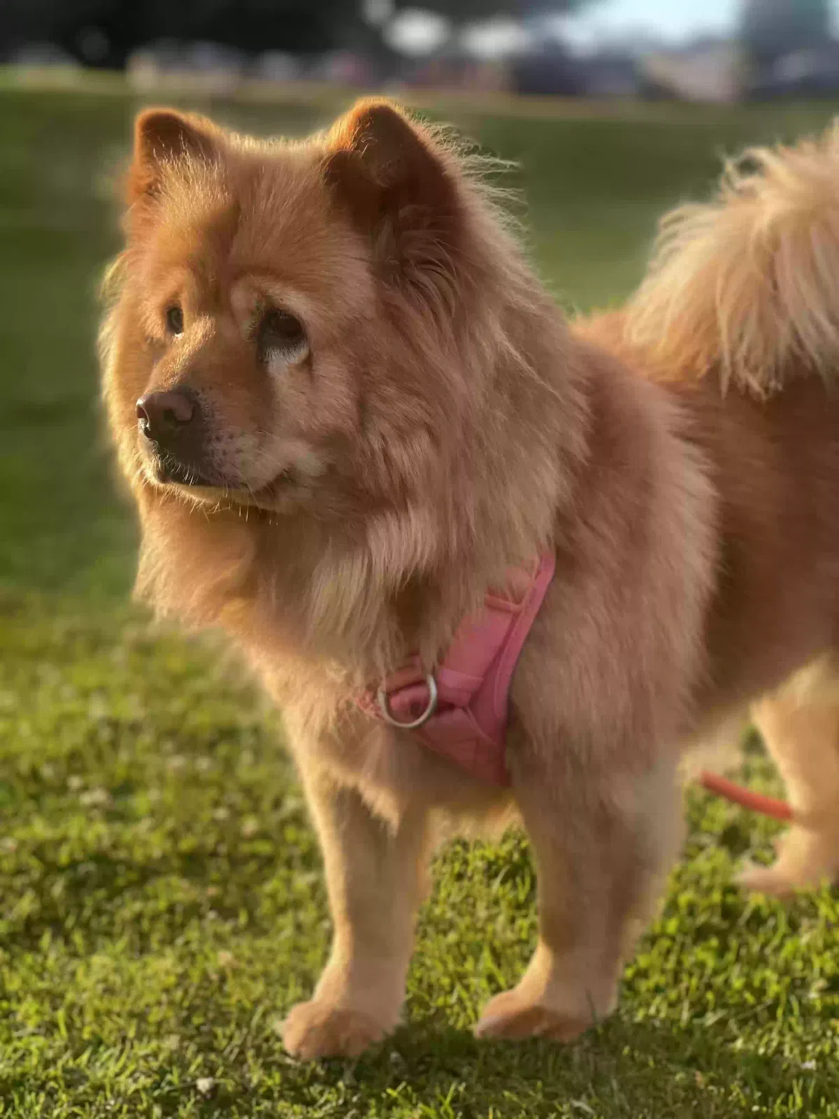 Lost dog in Monterey, CA, 93940