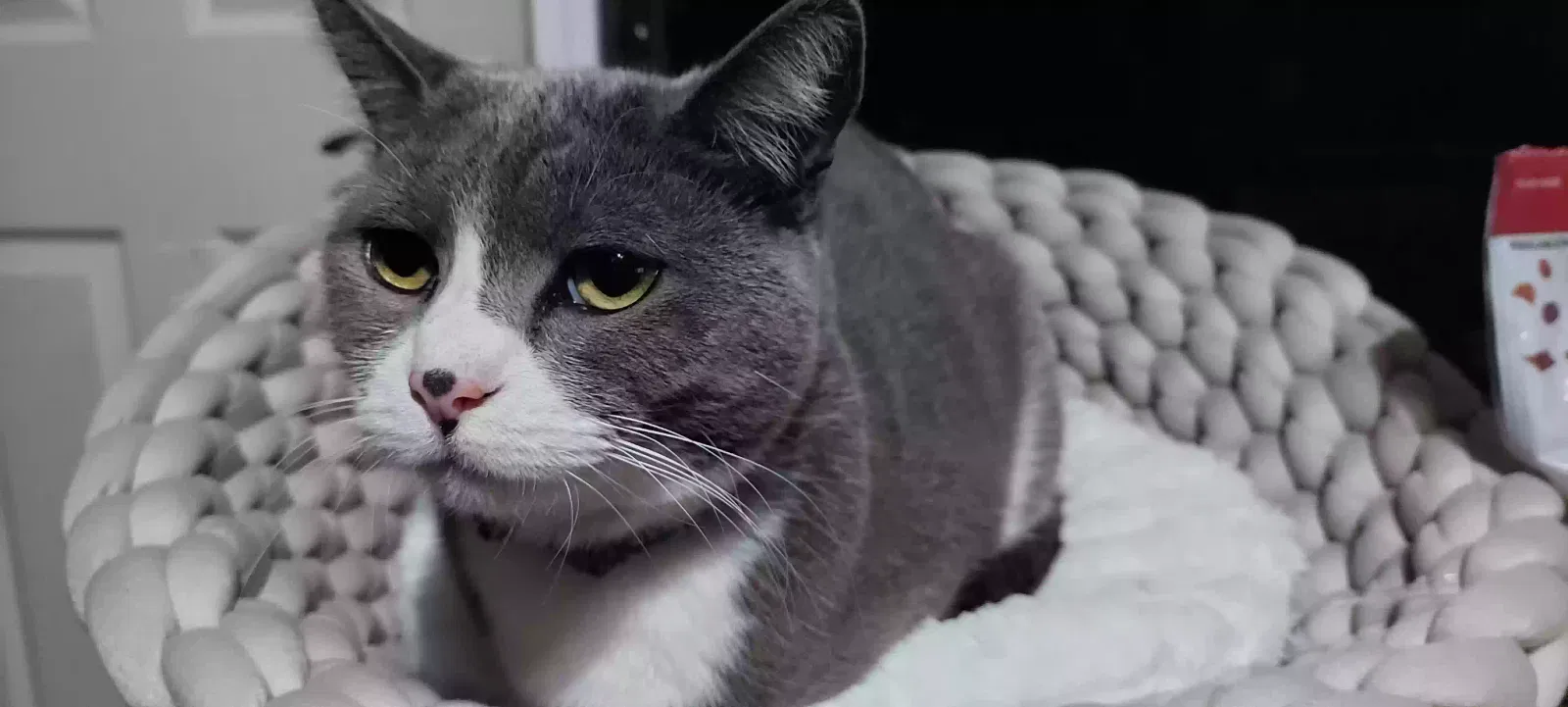 Lost cat in West Covina, CA, 91790