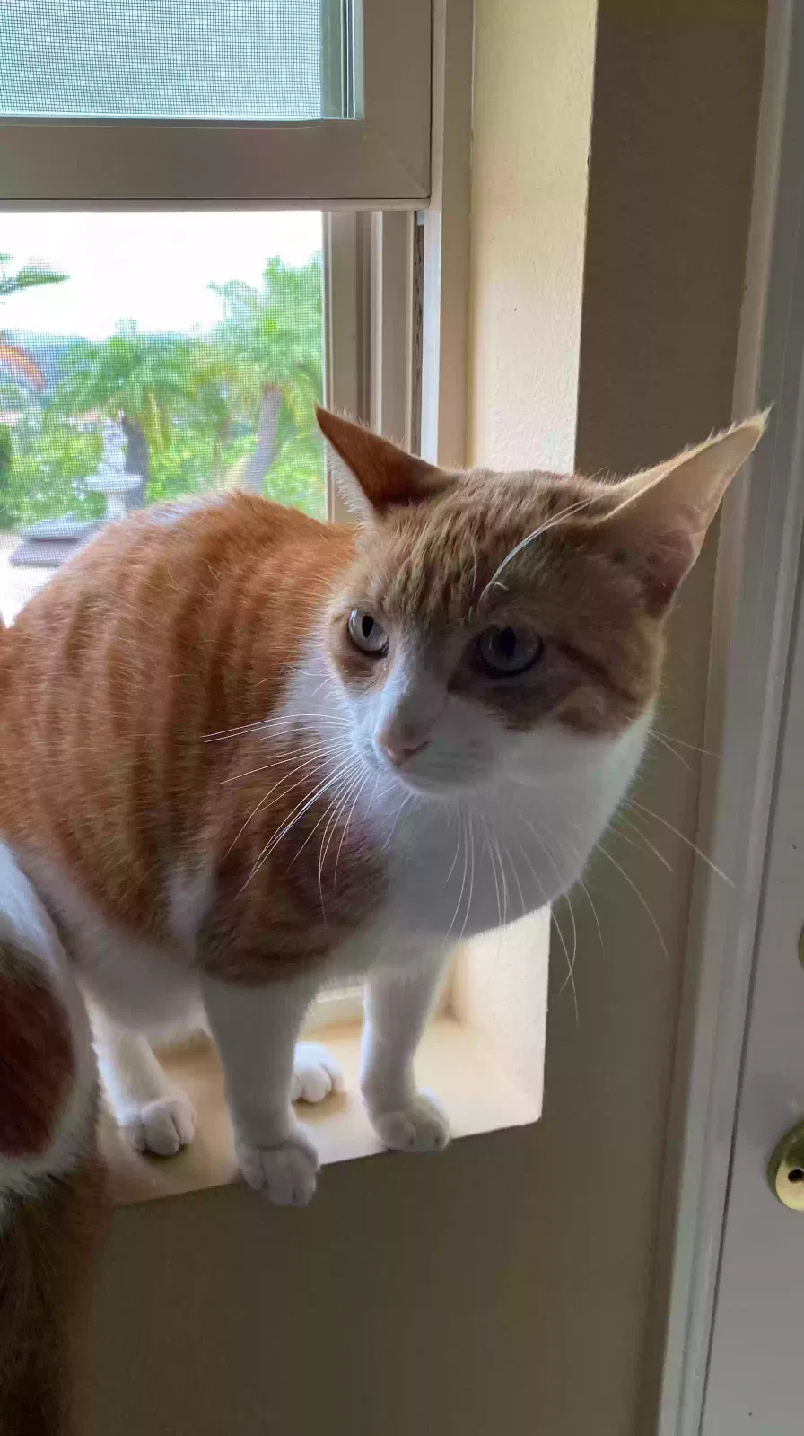 Lost cat in Fallbrook, CA, 92028
