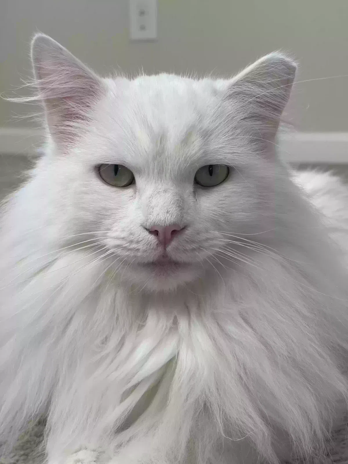 Lost cat in Lawrenceville, GA, 30045