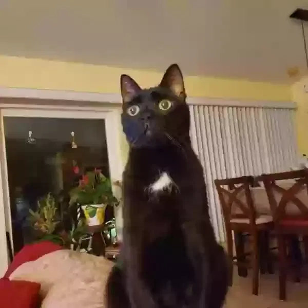 Lost cat in Lehigh Acres, FL, 33976