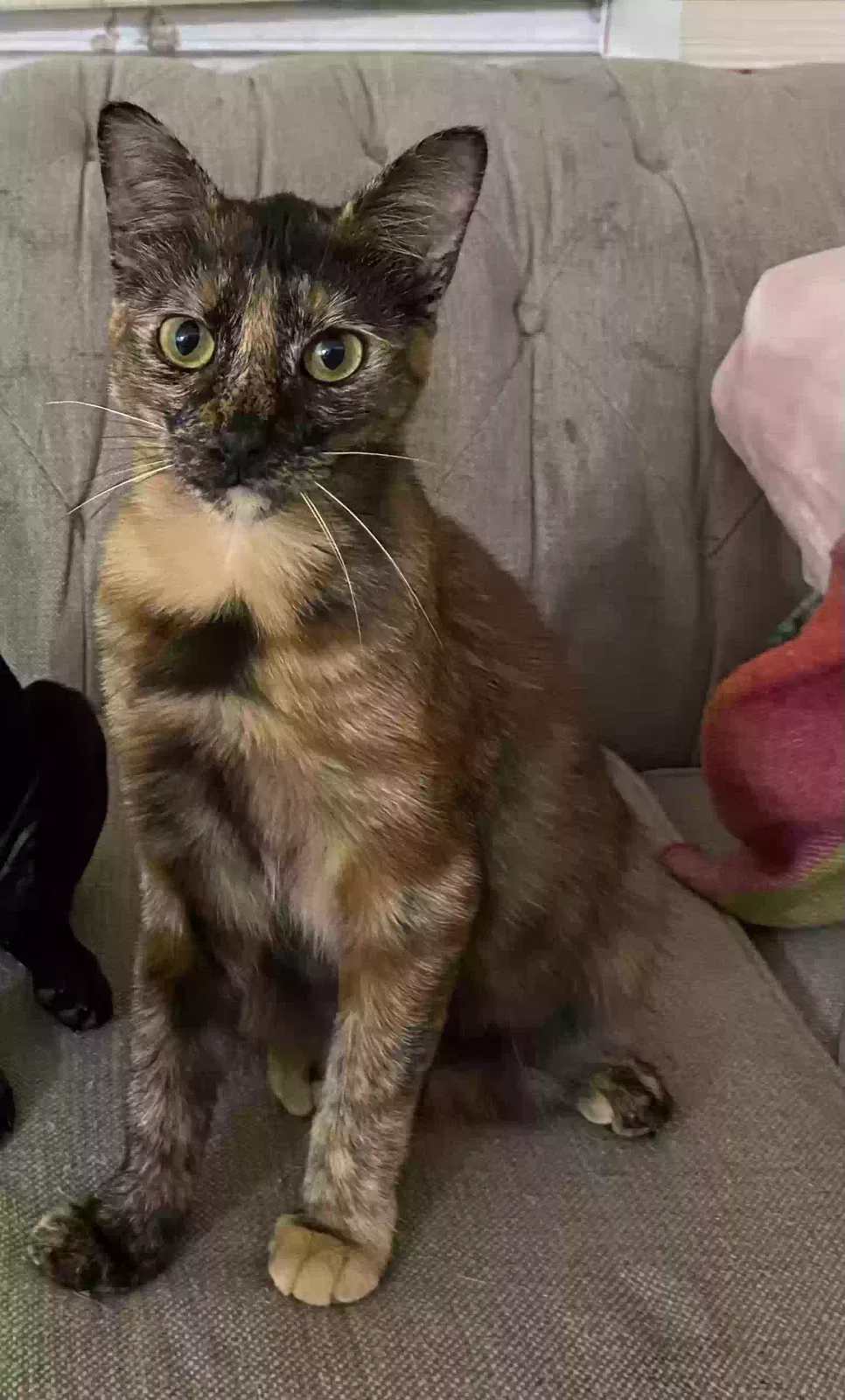 Lost cat in Palm Bay, FL, 32907