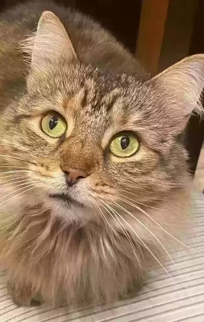 Lost cat in Naples, FL, 34114