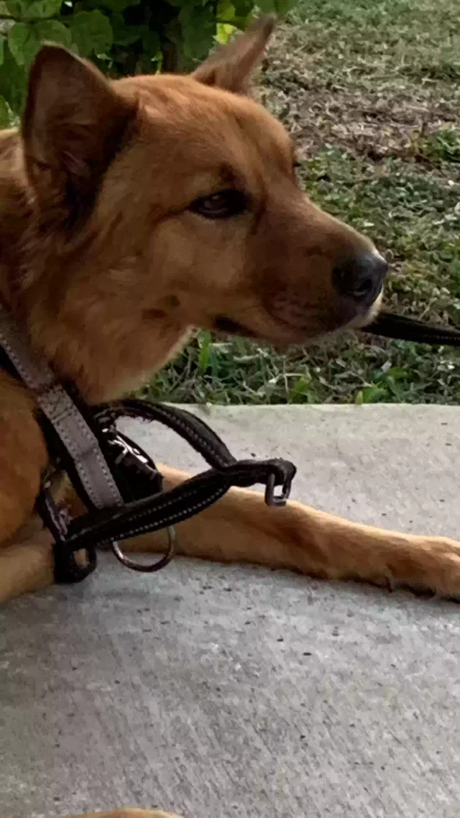 Lost dog in Mcallen, TX, 78504