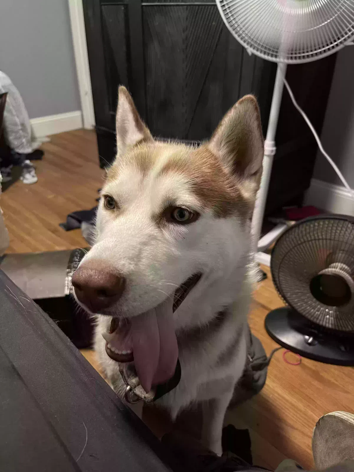 Lost dog in Bakersfield, CA, 93305