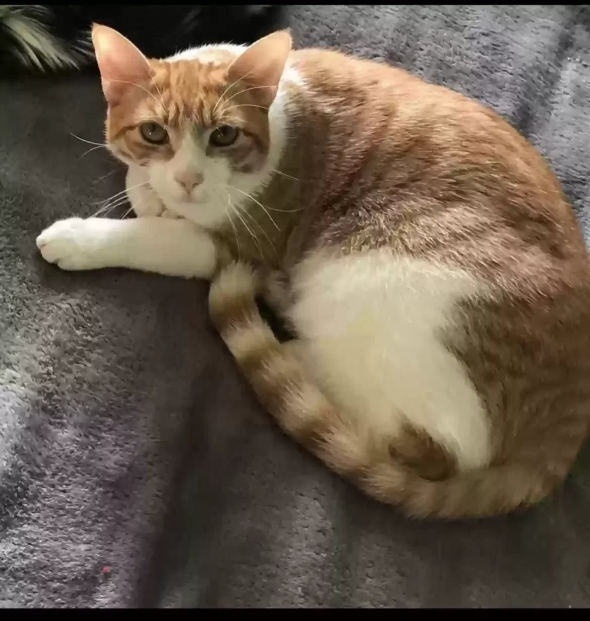 Lost cat in Fallbrook, CA, 92028