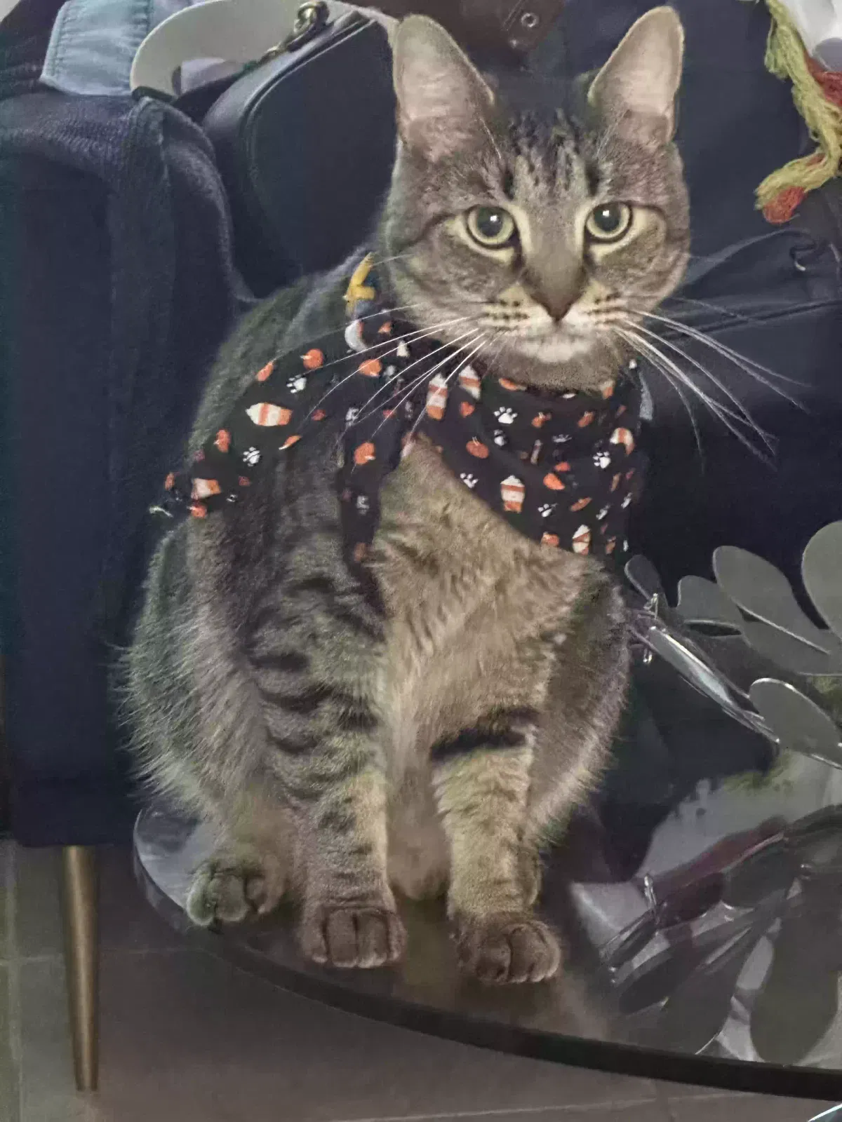 Lost cat in Miami, FL, 33190
