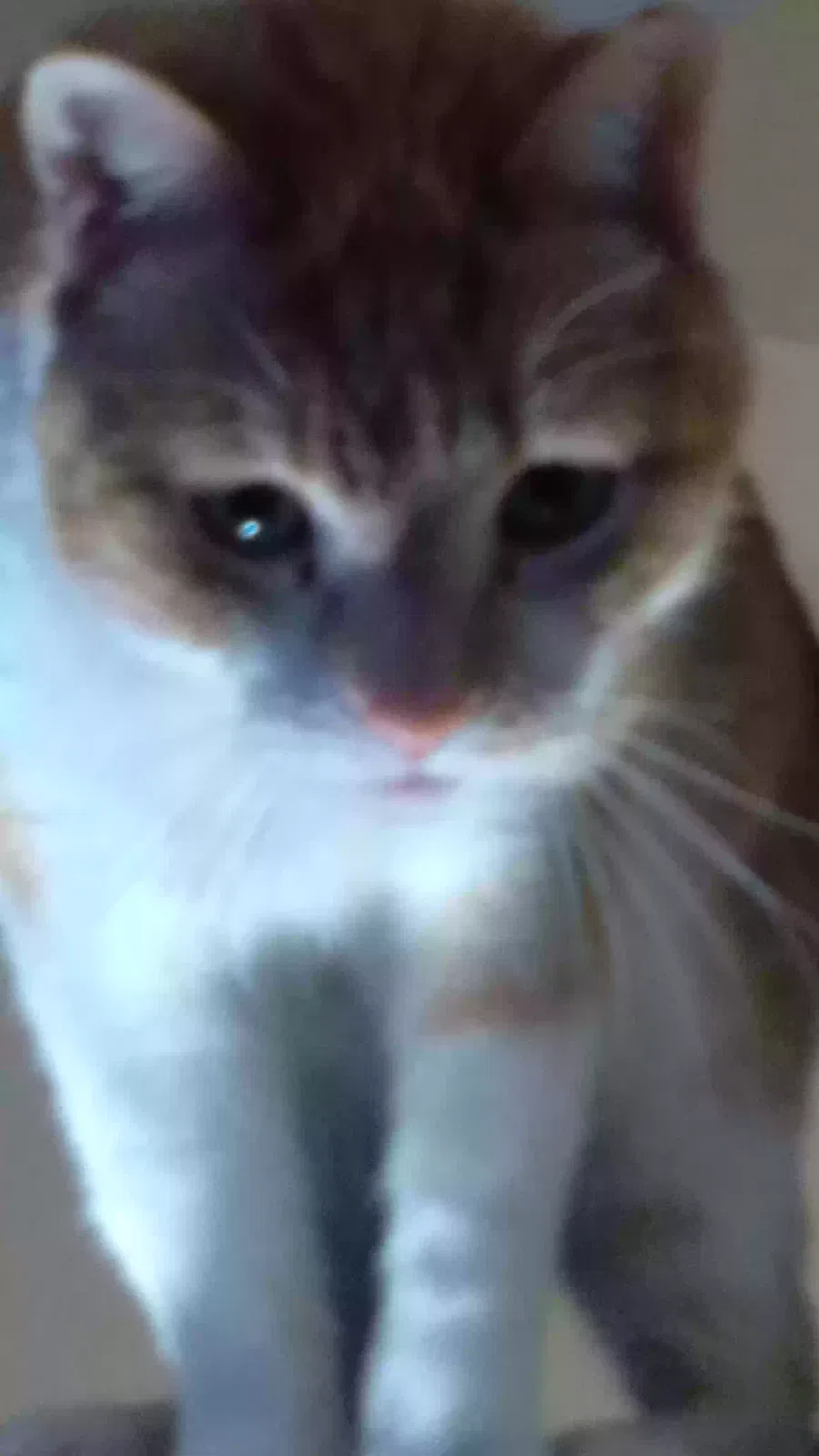 Lost cat in Albuquerque, NM, 87123