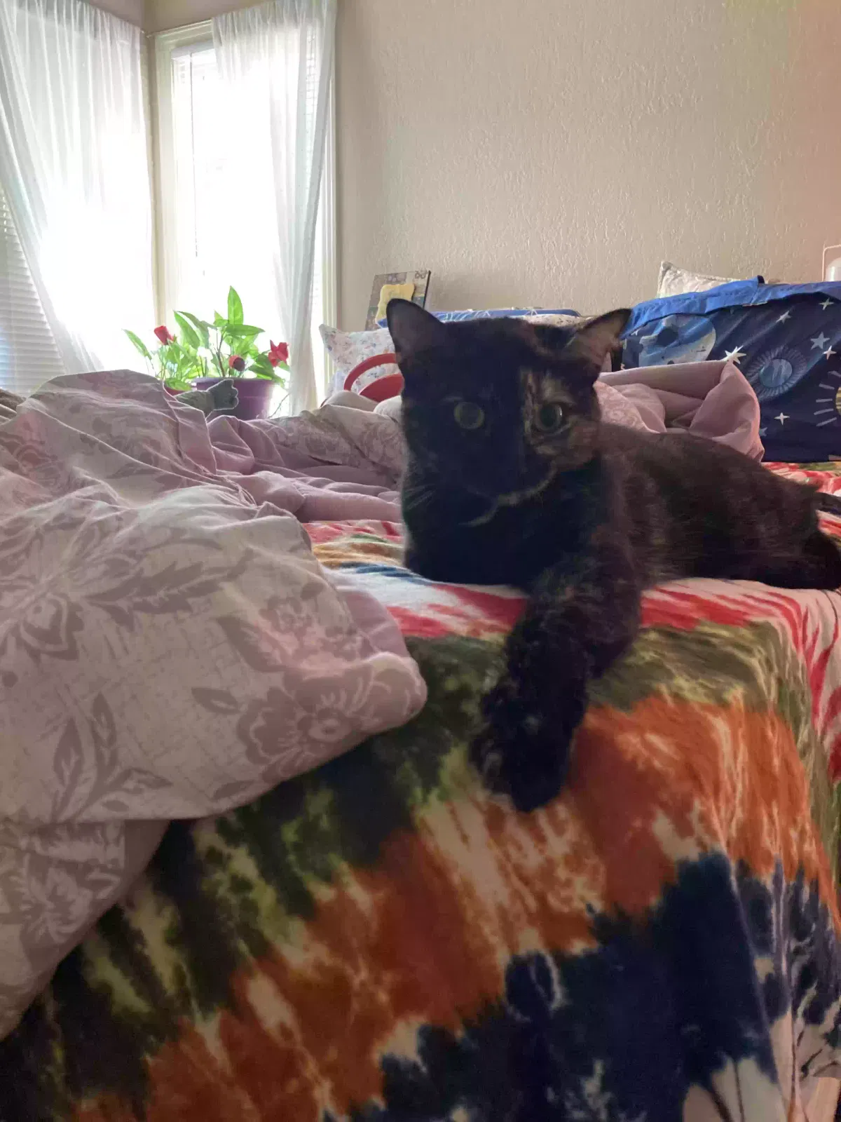 Lost cat in Fort Worth, TX, 76116