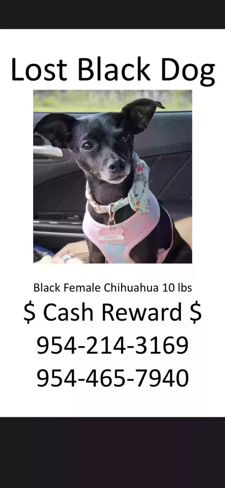 Lost dog in Fort Lauderdale, FL, 33313