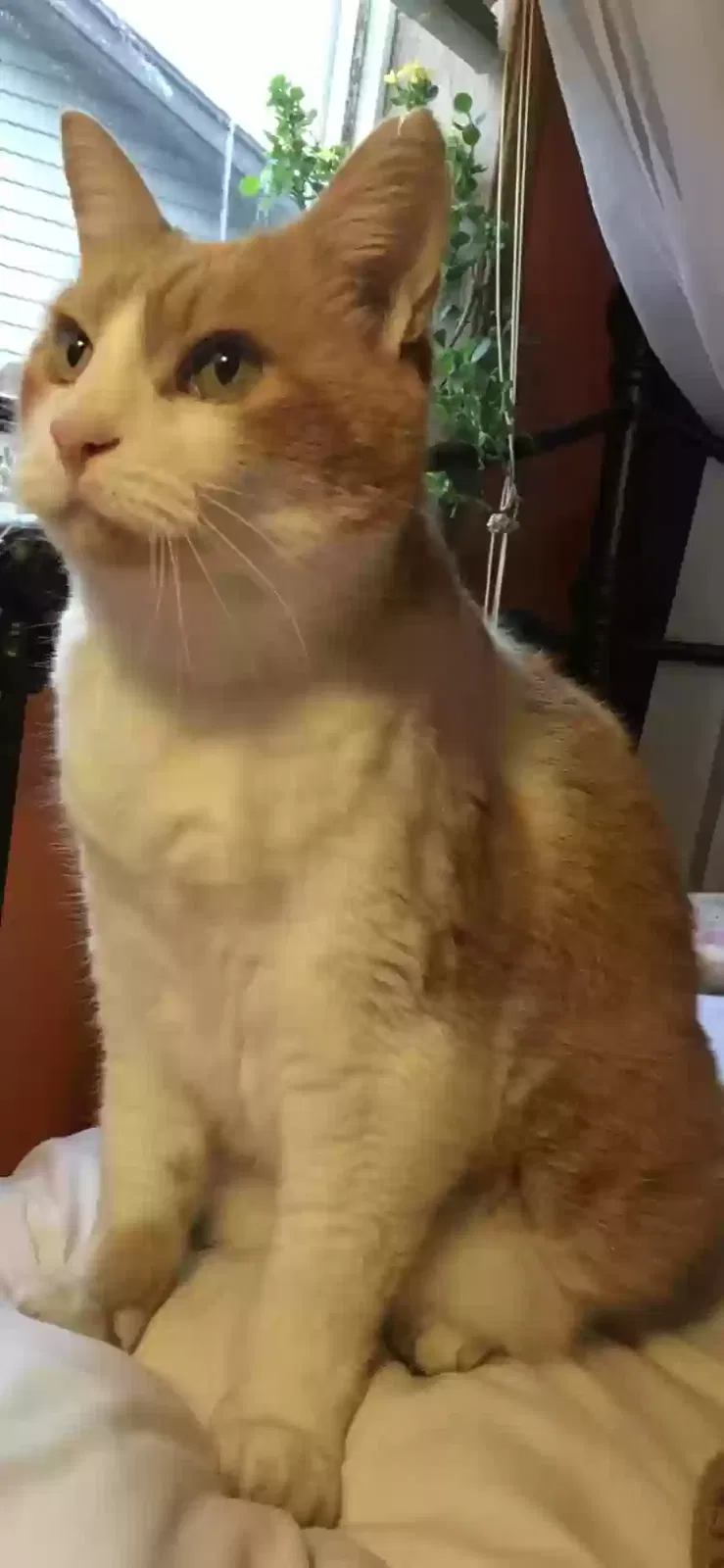 Lost cat in Battle Ground, WA, 98604