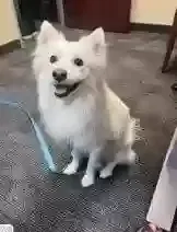 Lost dog in San Bernardino, CA, 92408