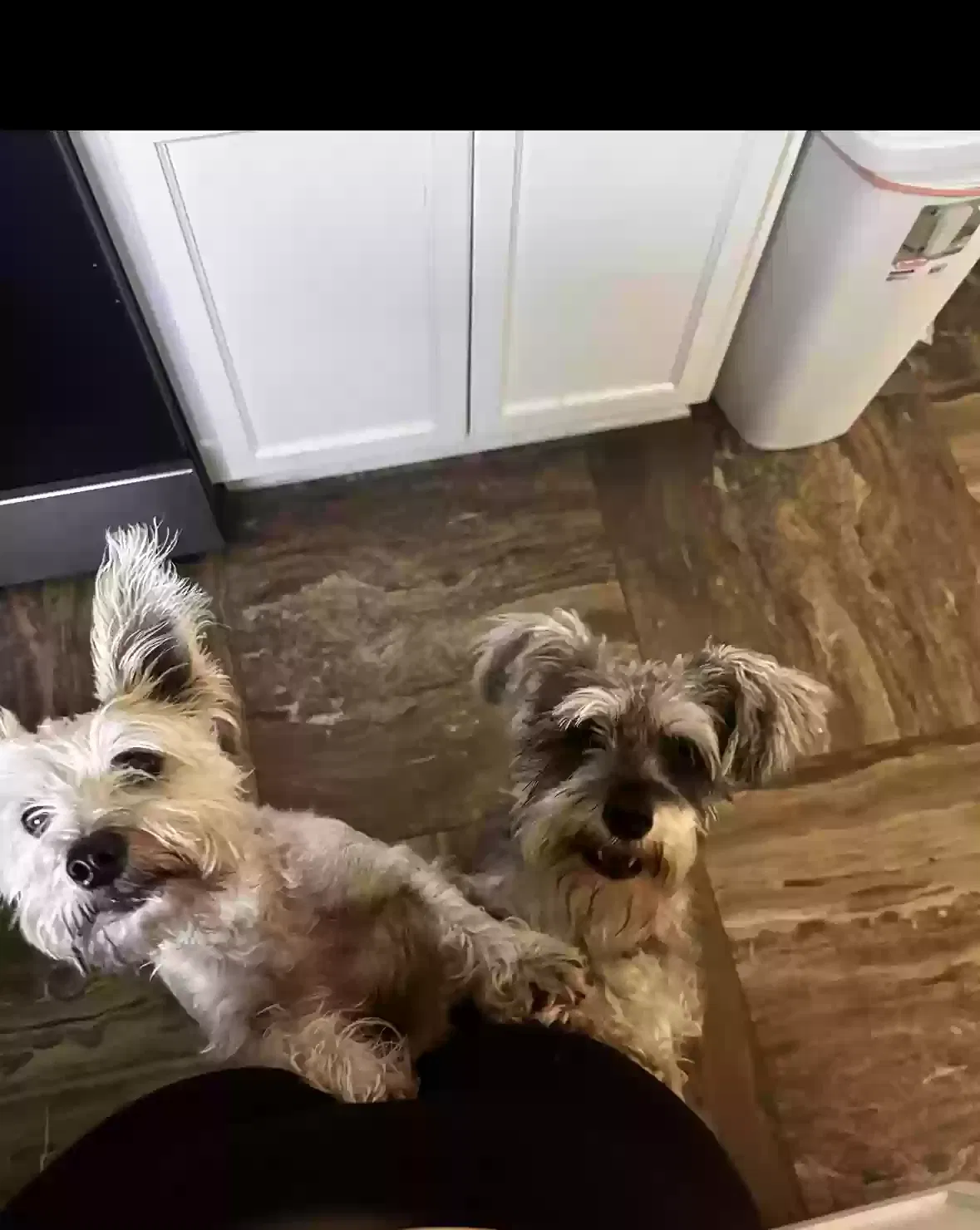 Lost dog in Manor, TX, 78653