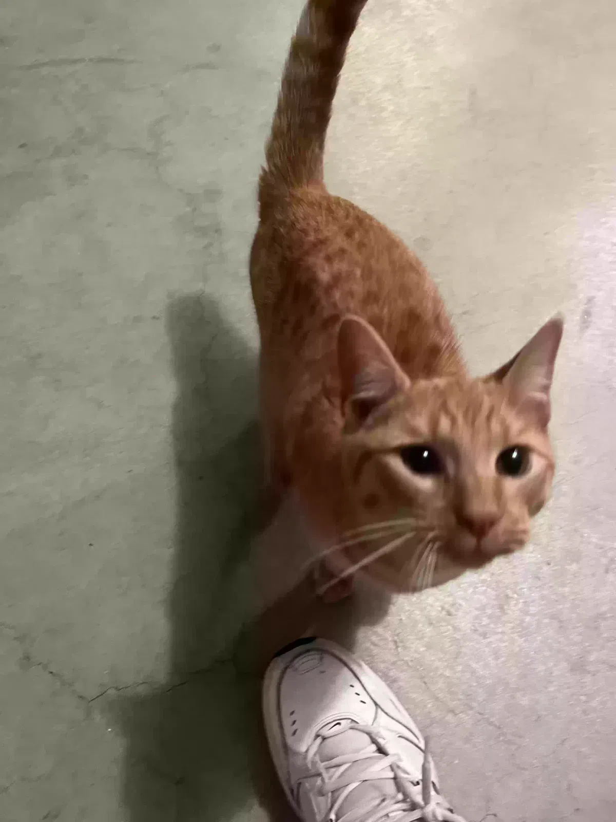 Found cat in Londonderry, NH, 3053