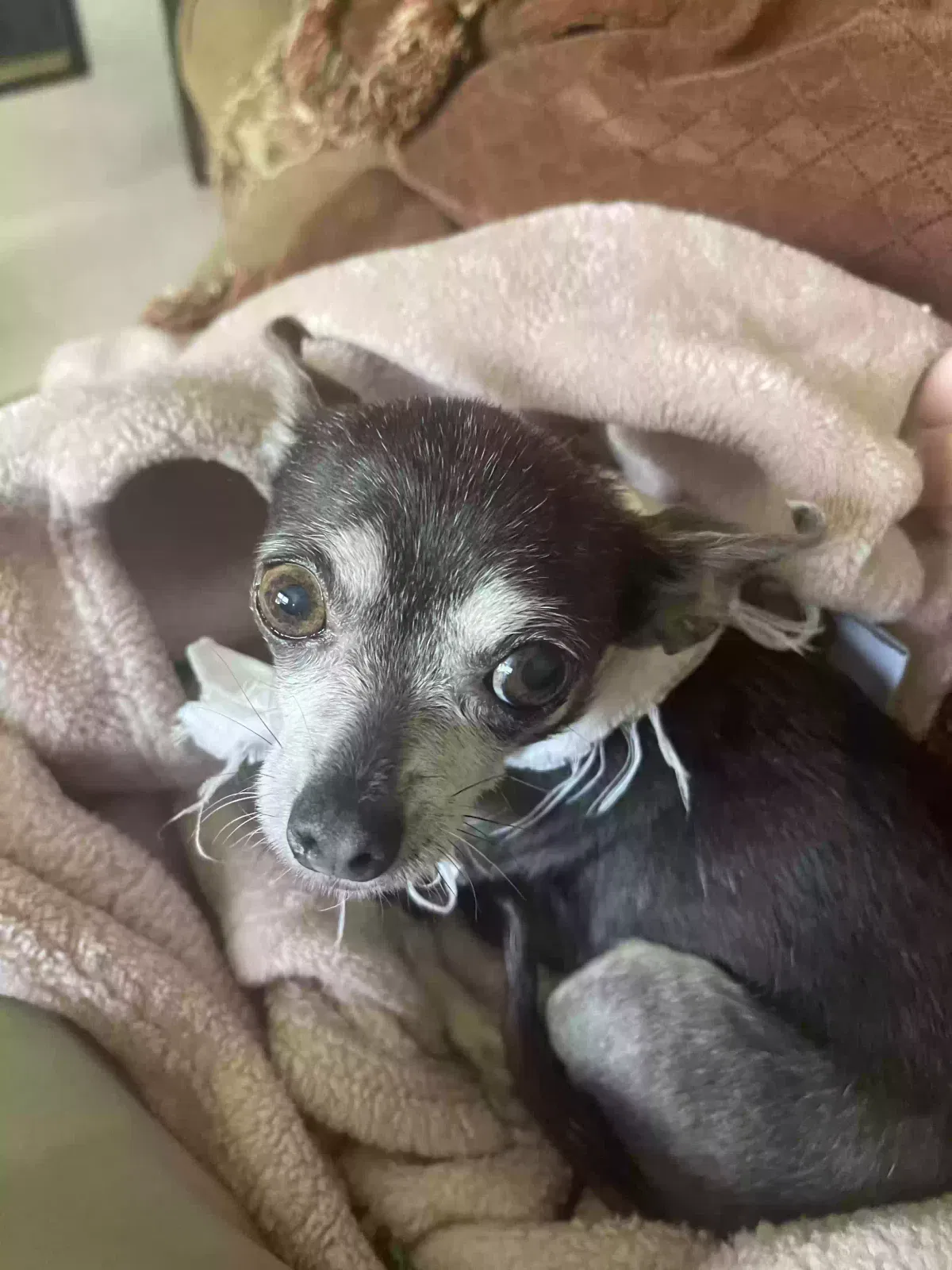 Lost dog in Stafford, TX, 77477