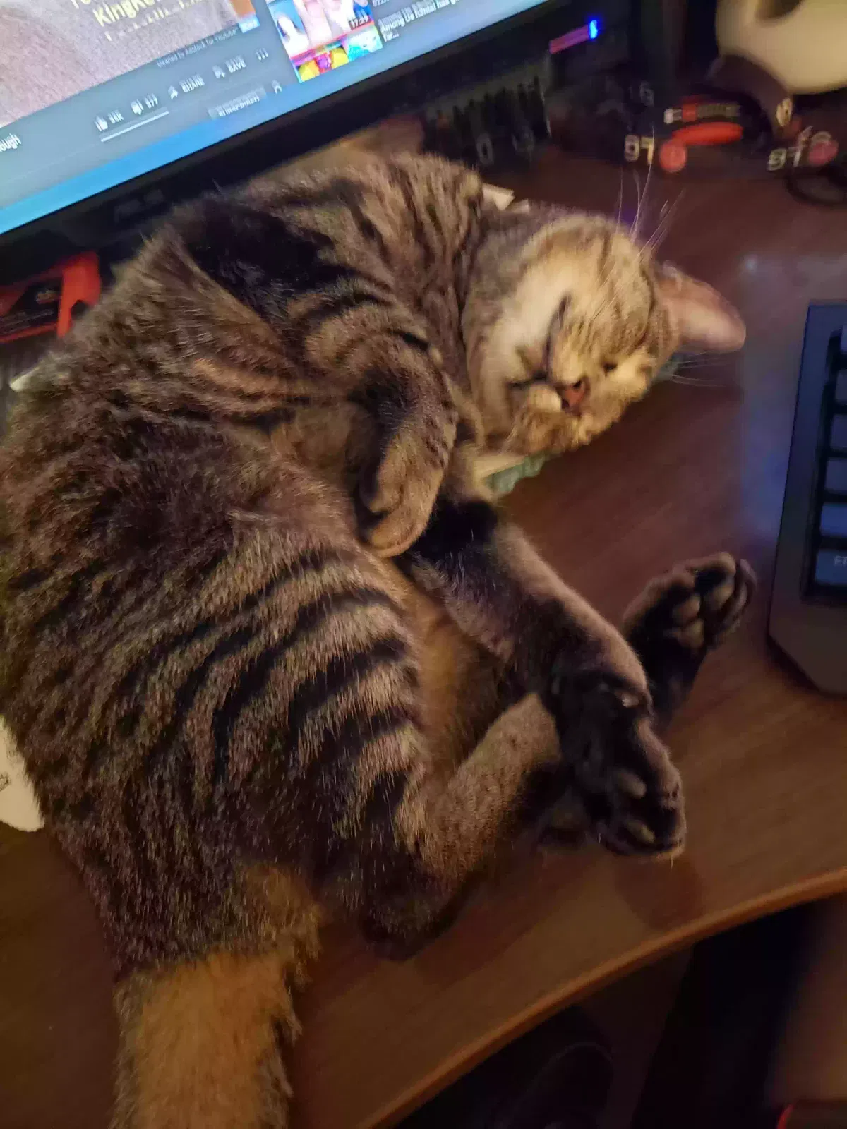 Lost cat in Royal, AR, 71968