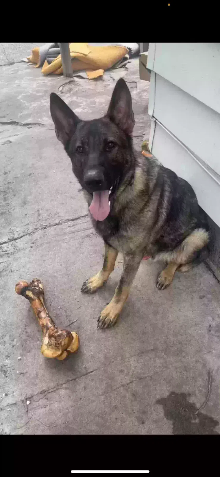 Lost dog in Saint Paul, MN, 55102