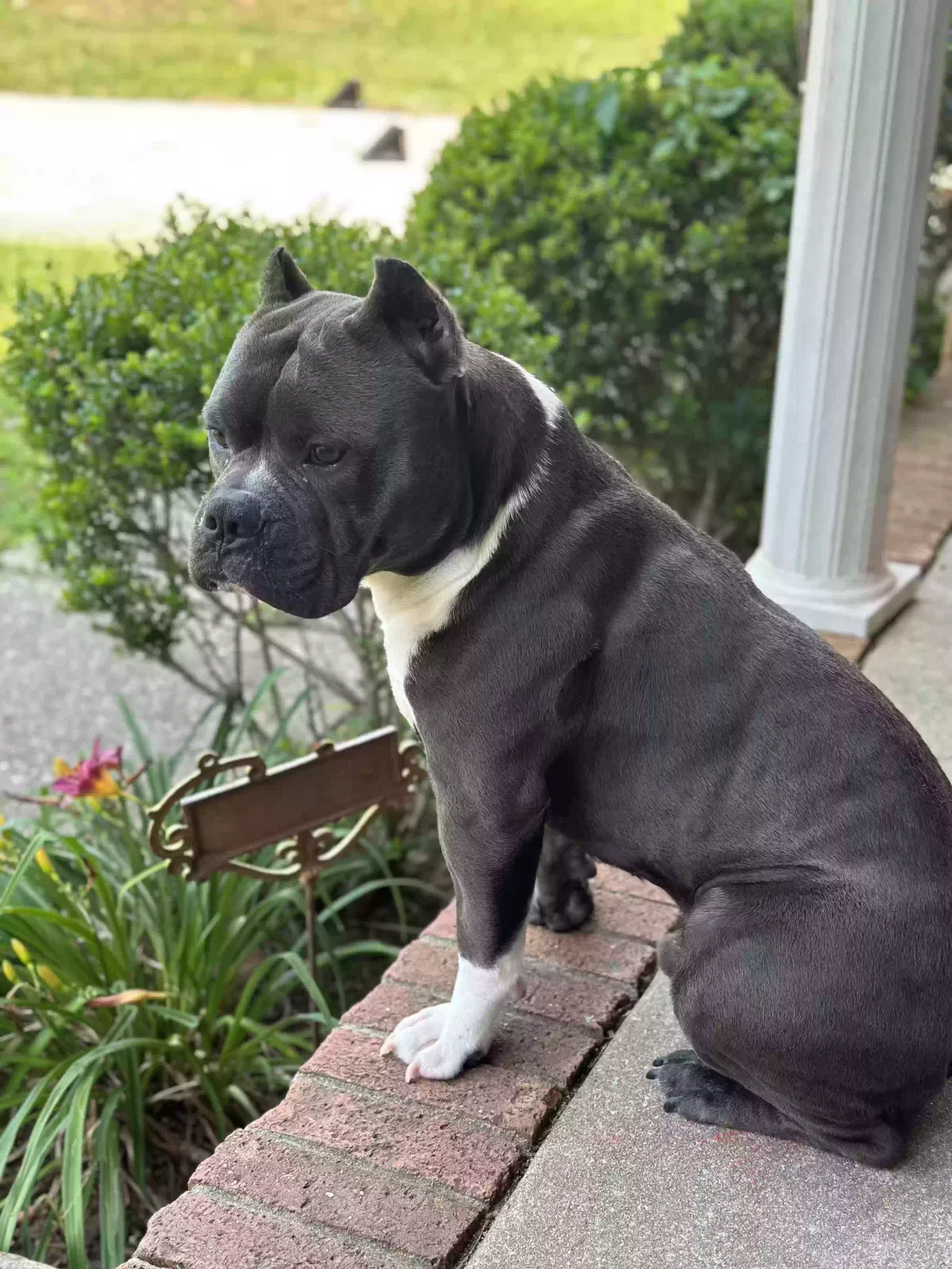Lost dog in Fayetteville, NC, 28304