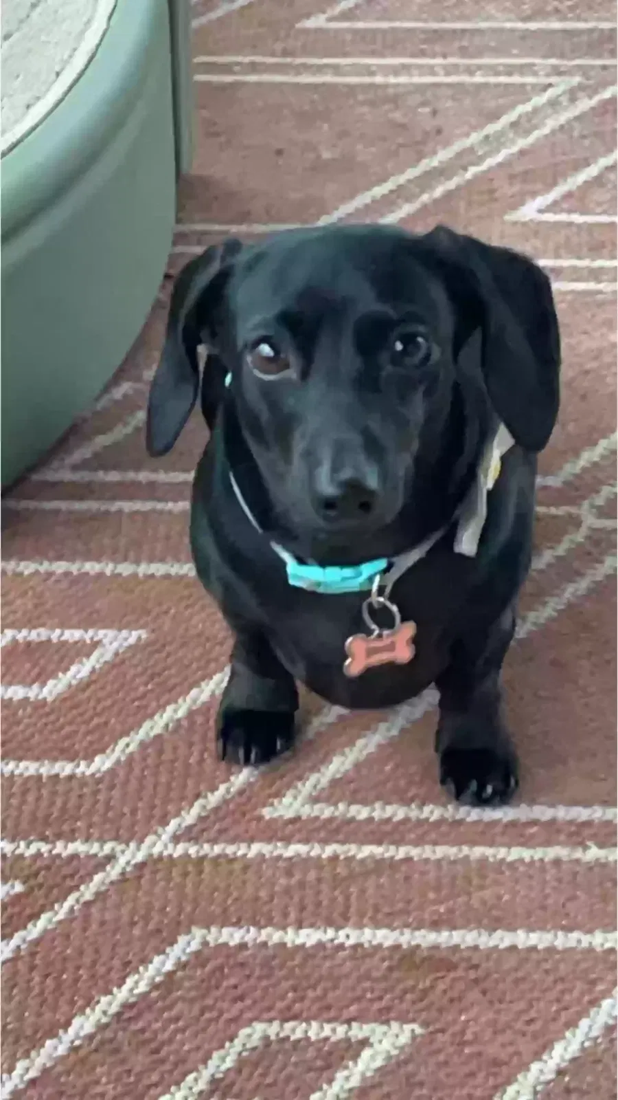 Lost dog in High Springs, FL, 32643