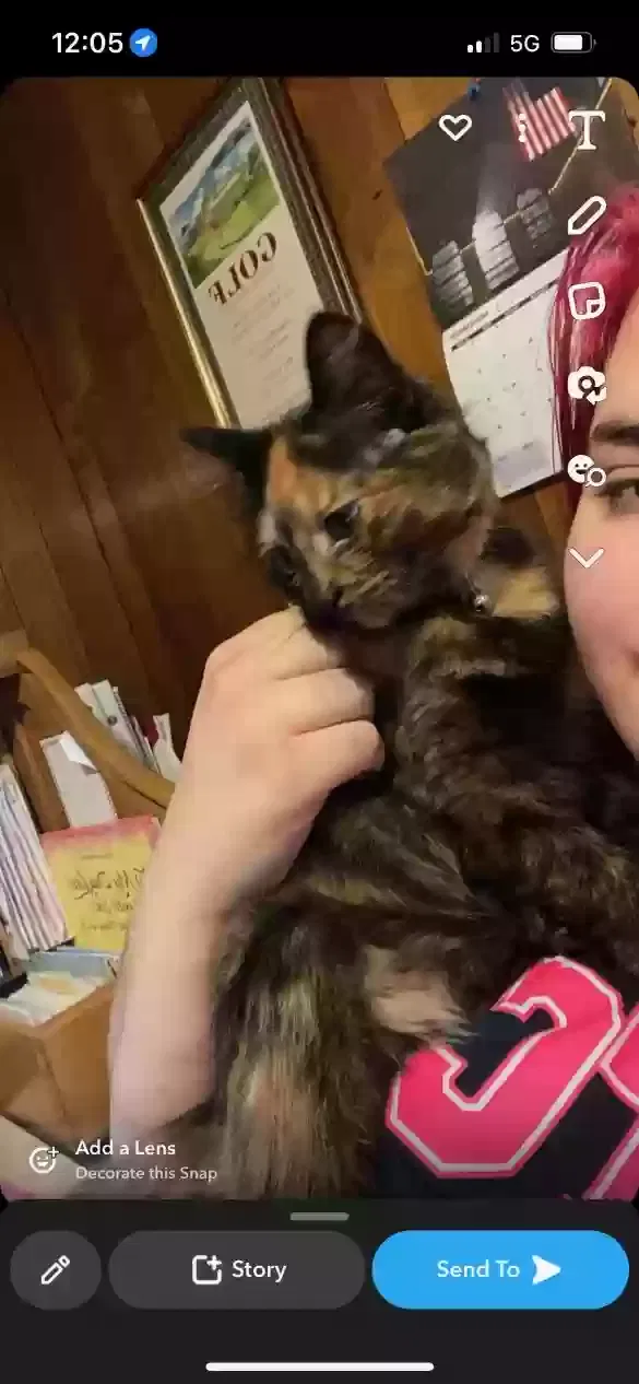 Lost cat in Youngstown, OH, 44515