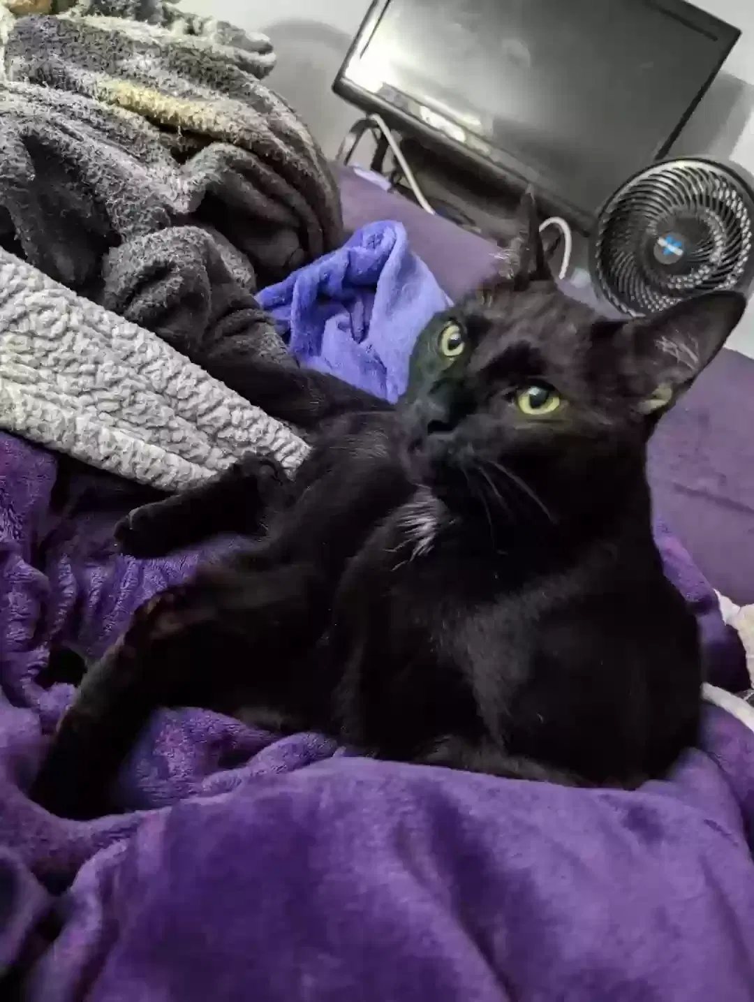 Lost cat in Mission, KS, 66205