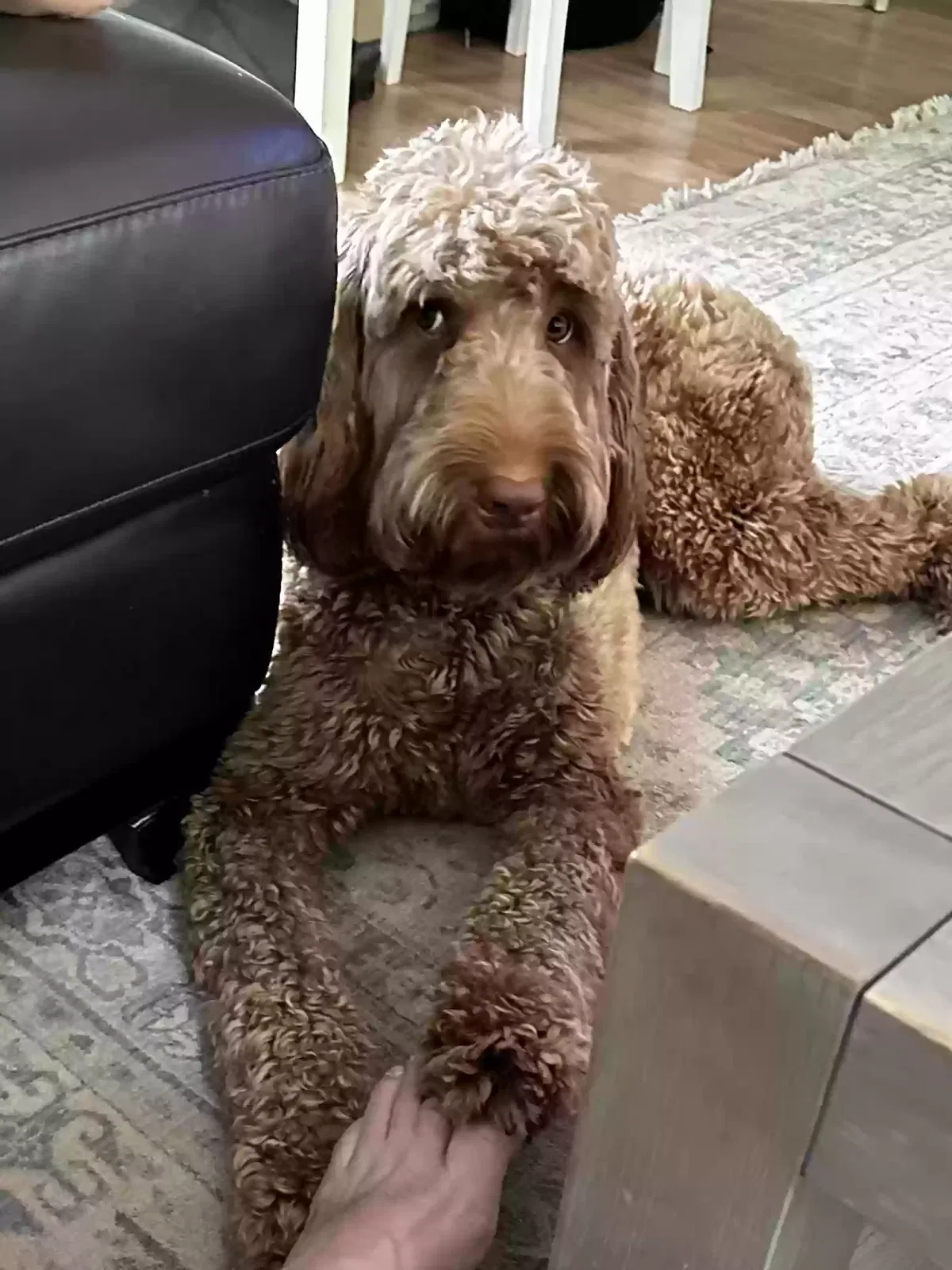 Lost dog in Nashville, TN, 37205