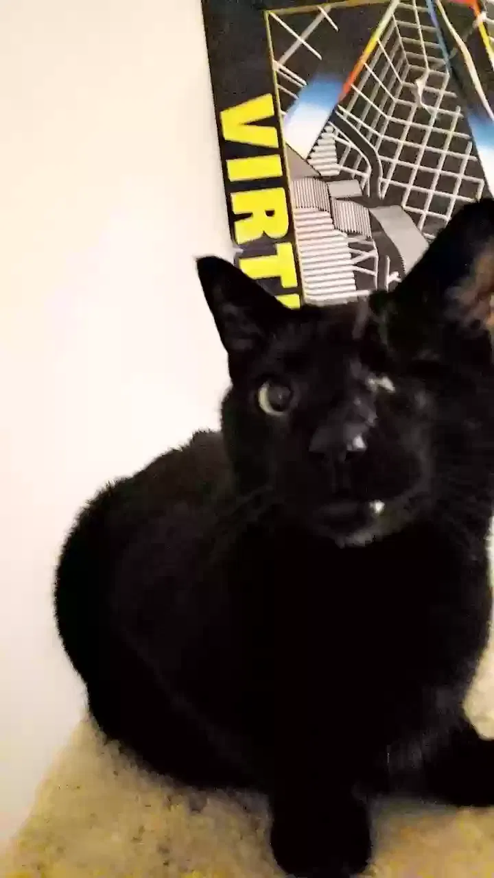 Lost cat in Fenton, MO, 63026