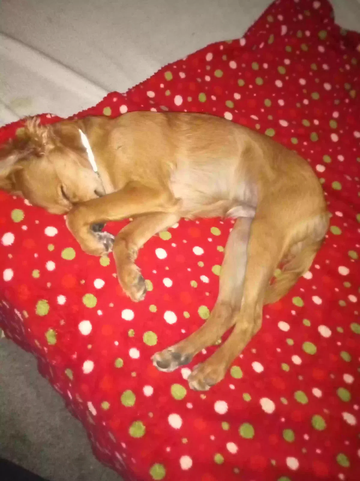 Lost dog in Sun Valley, NV, 89433