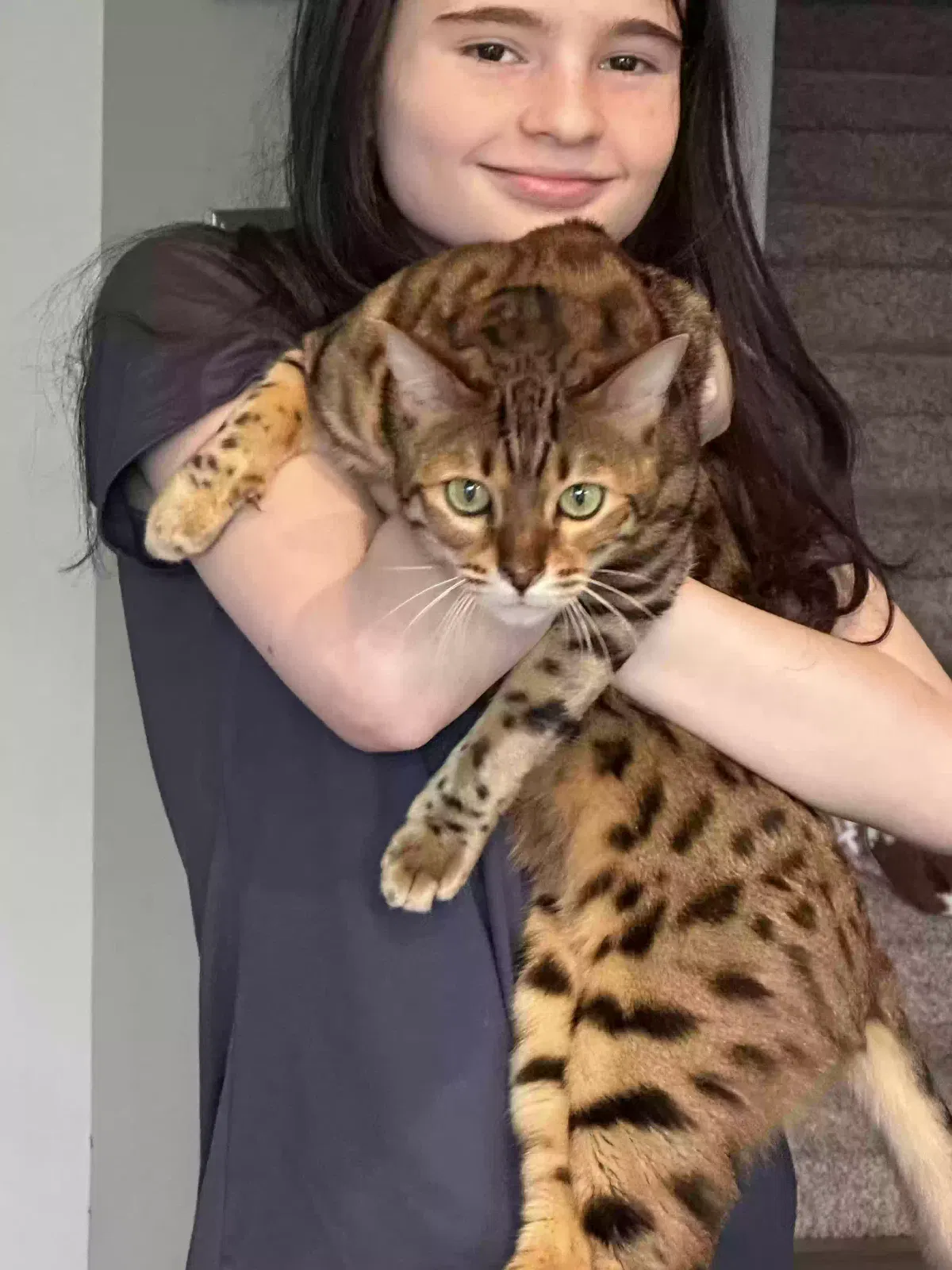 Lost cat in Puyallup, WA, 98373