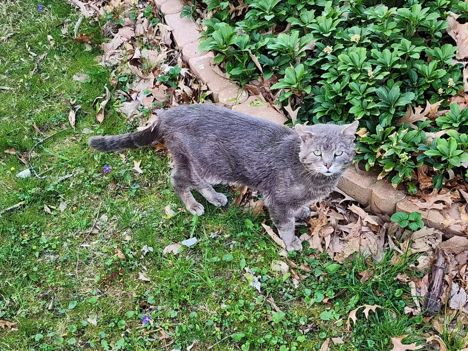 Lost cat in Falls Church, VA, 22042