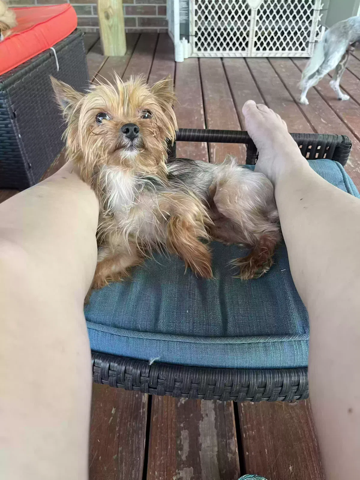 Lost dog in Edmond, OK, 73012