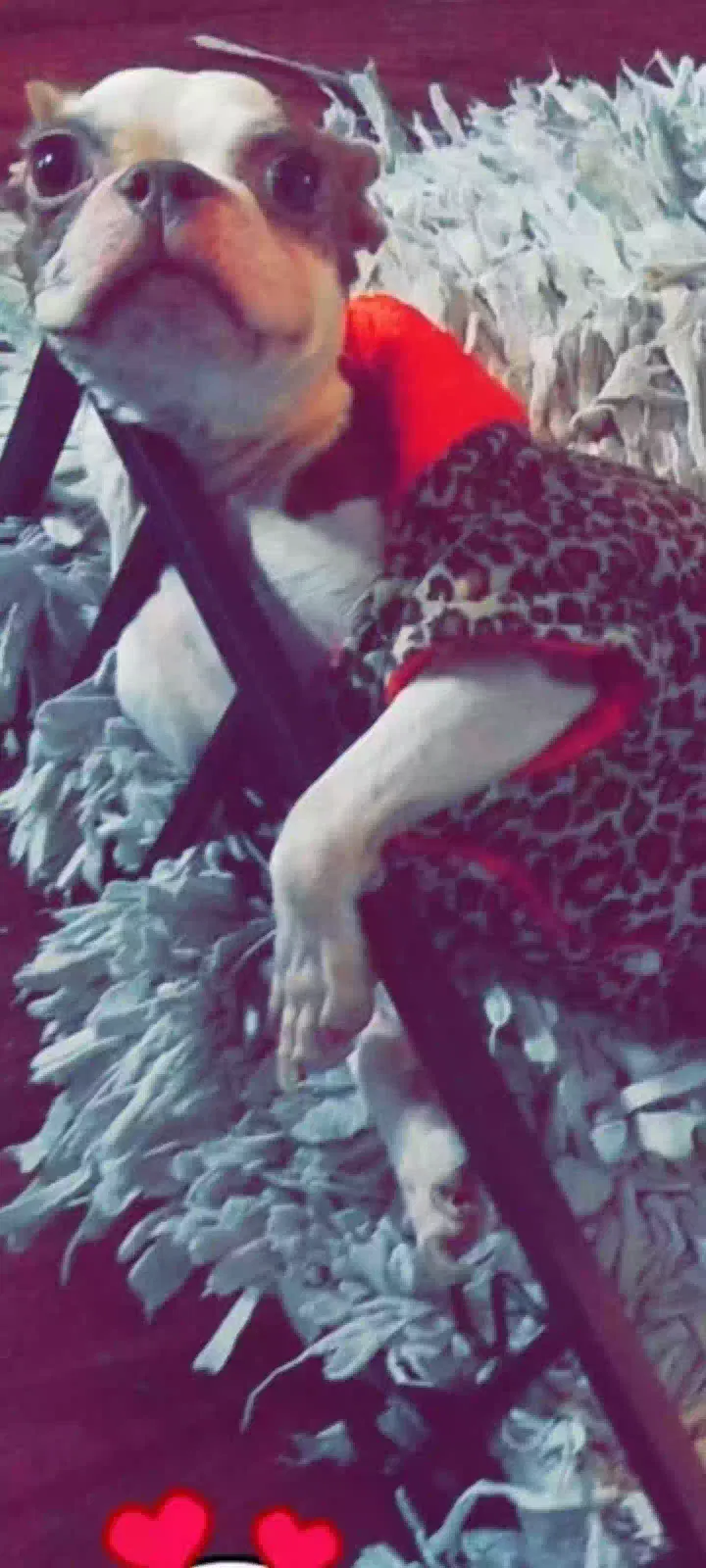 Lost dog in Houston, TX, 77095